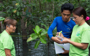 People collect data in a mangrove forest. Salio la picha: PATH Foundation Philippines, Inc.