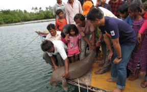 dugongos, un tipo de mamífero marino grande, siendo liberado por la comunidad de Maliangin, Malasia dentro del santuario marino de Maliangin.