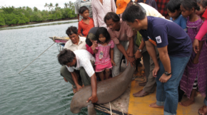 Dugongos, um tipo de grande mamífero marinho, sendo liberado pela comunidade de Maliangin, Malásia dentro do santuário marinho de Malyangin.