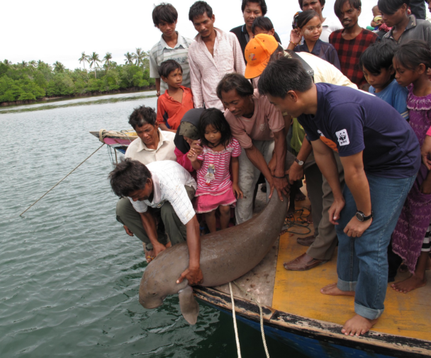 Mga Dugong, isang uri ng malaking marine mammal, pinalaya ng pamayanan ng Maliangin, Malaysia sa loob ng Maliangin marine sanctuary.
