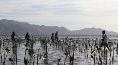 several individuals fish farming in low tide water up to their ankles.