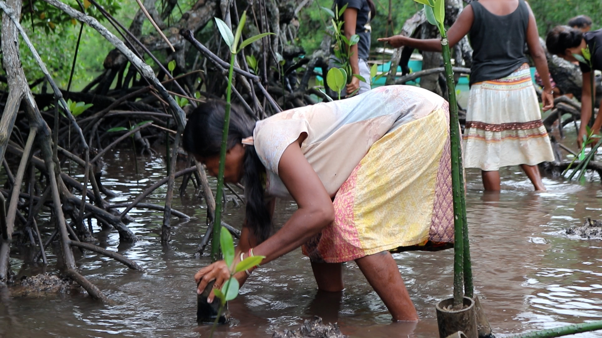 Woman conservation farmer in ankle-deep water planting conservation plants.
